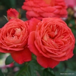 Queen of Hearts / Квін оф Хартс